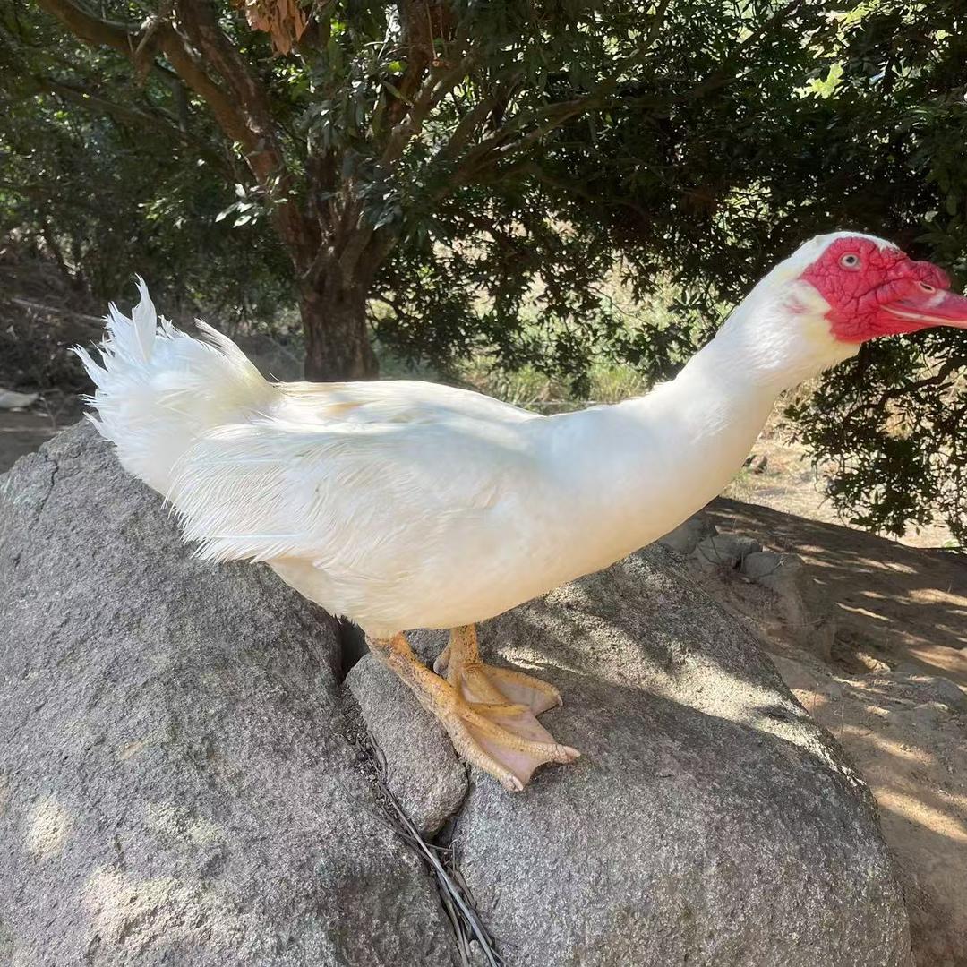 壶山散养土鸡鸭