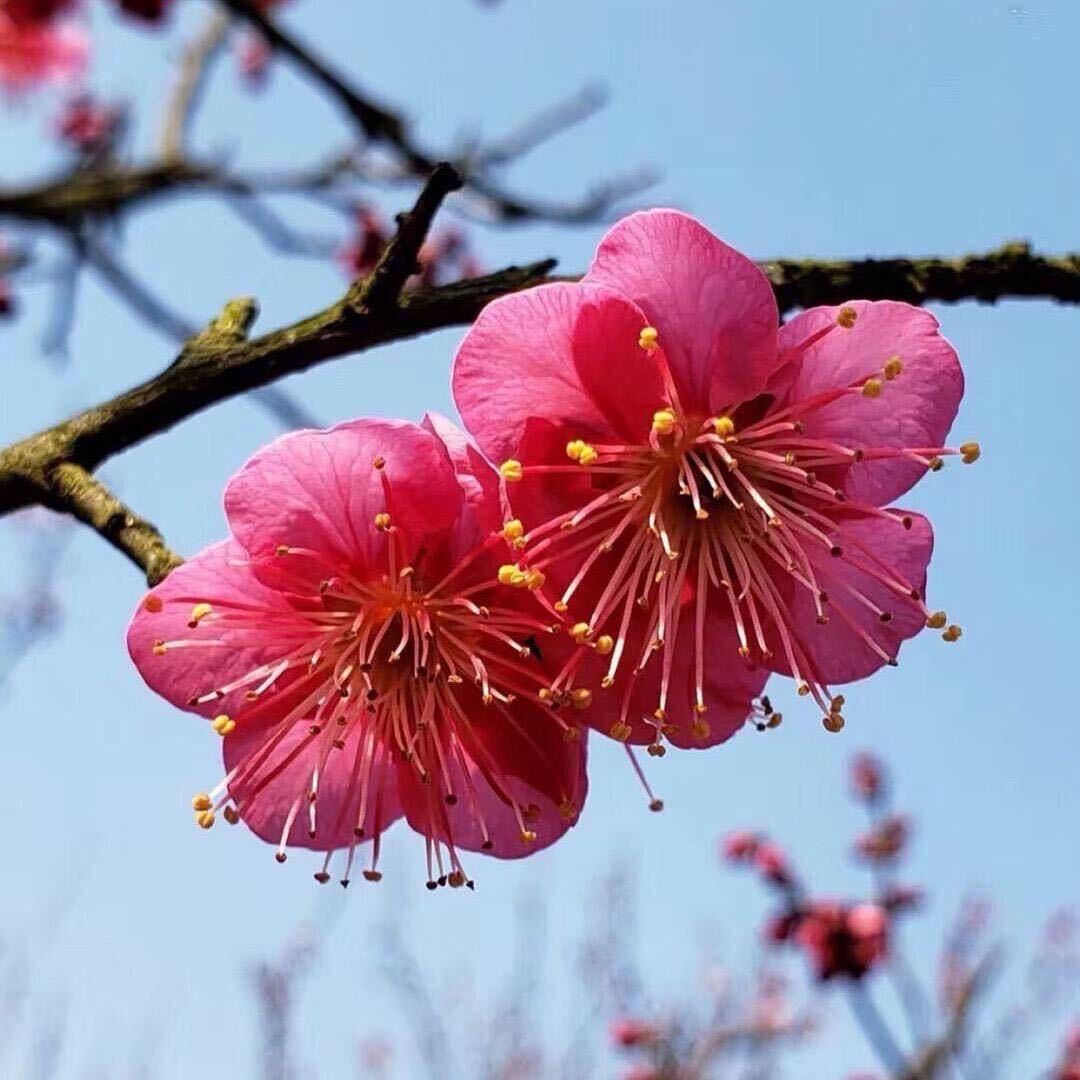 ❀素来爱梅❀