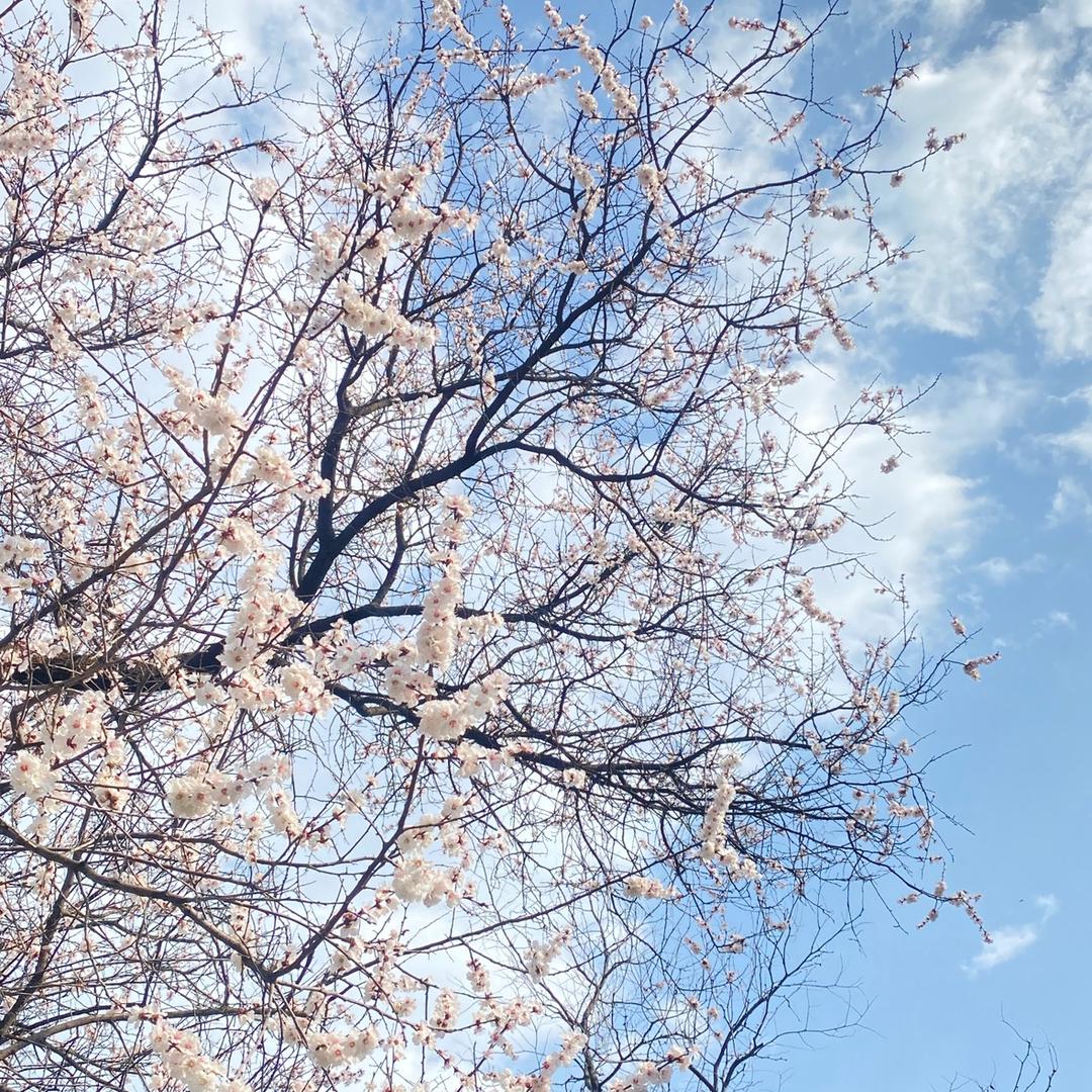 莲小菜