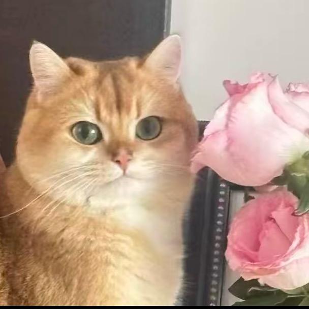 猫耳基和姐姐说
