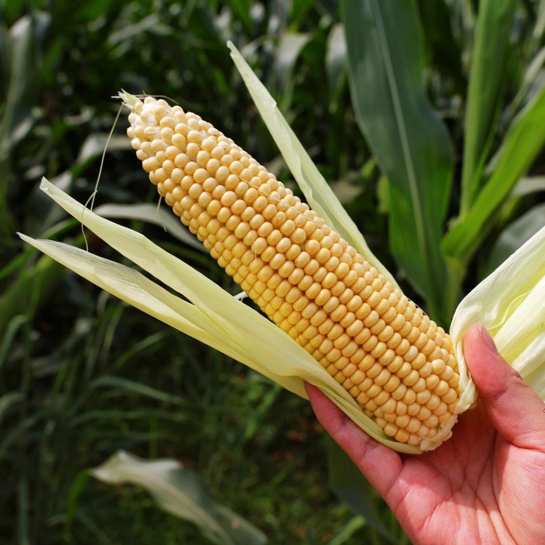 内蒙古香糯农业工厂店