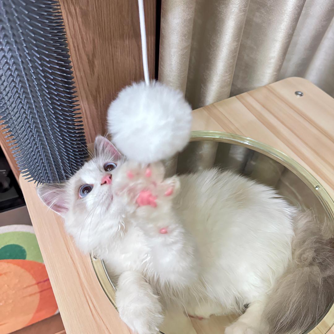 二大爷美甲子