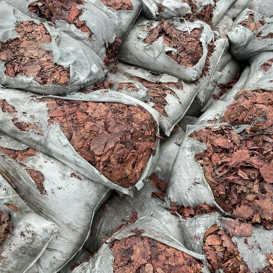 安雅君子兰花土研究室