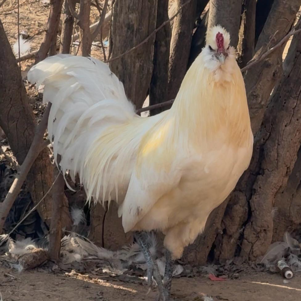 雨🌧️中漫步(海东鸡)