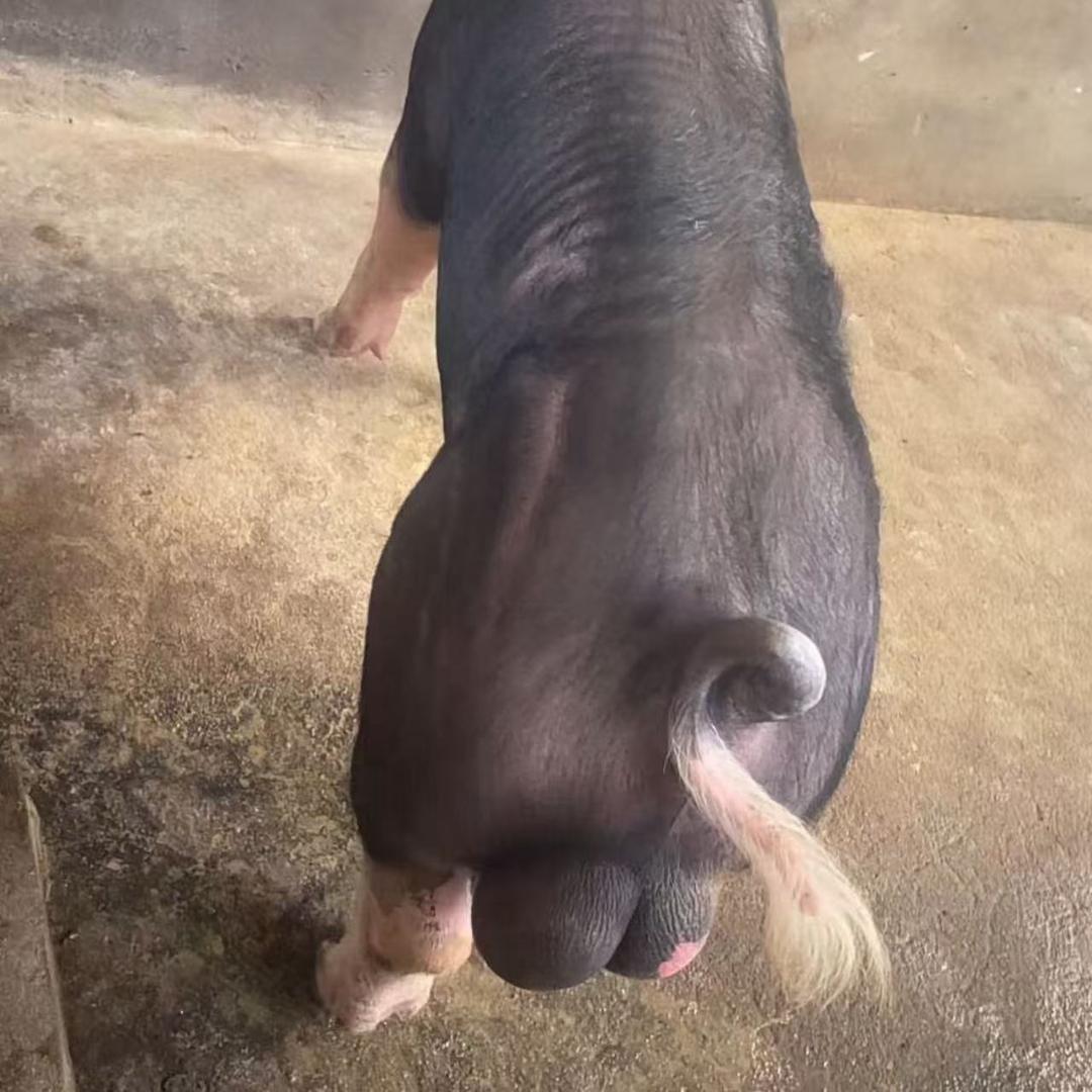 盛丰种猪养殖基地