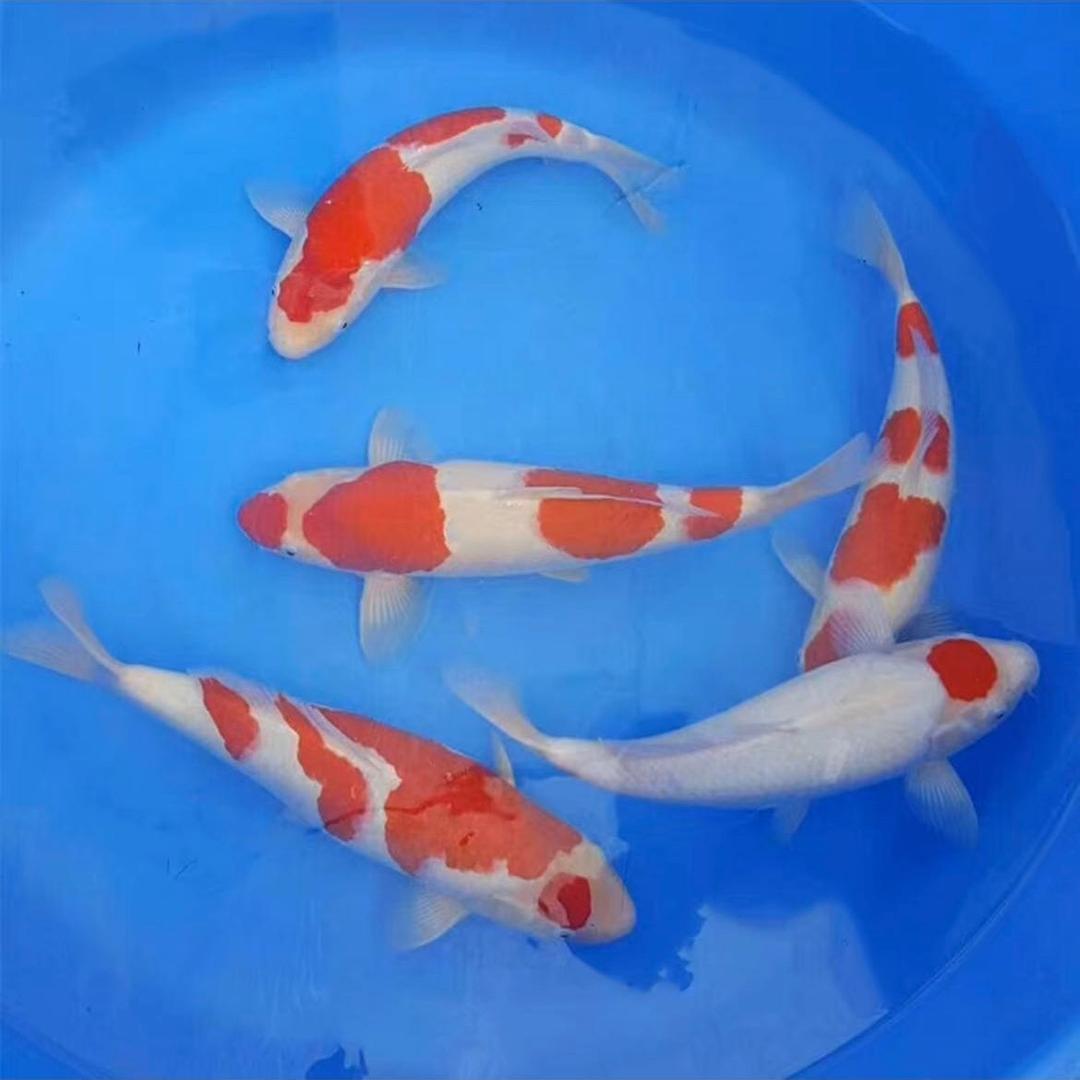 鲁道观赏鱼养鲤场