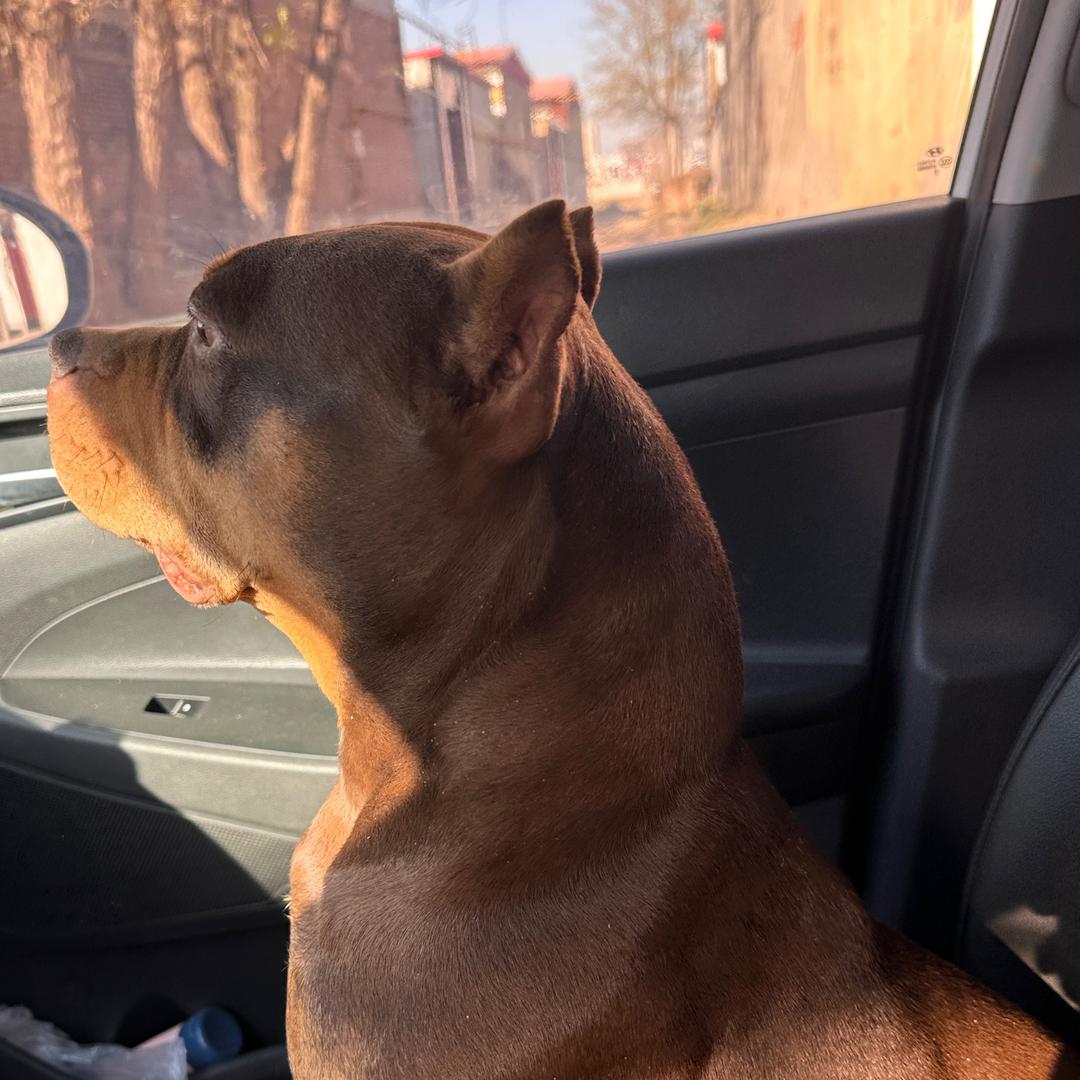 大鹏美国恶霸犬