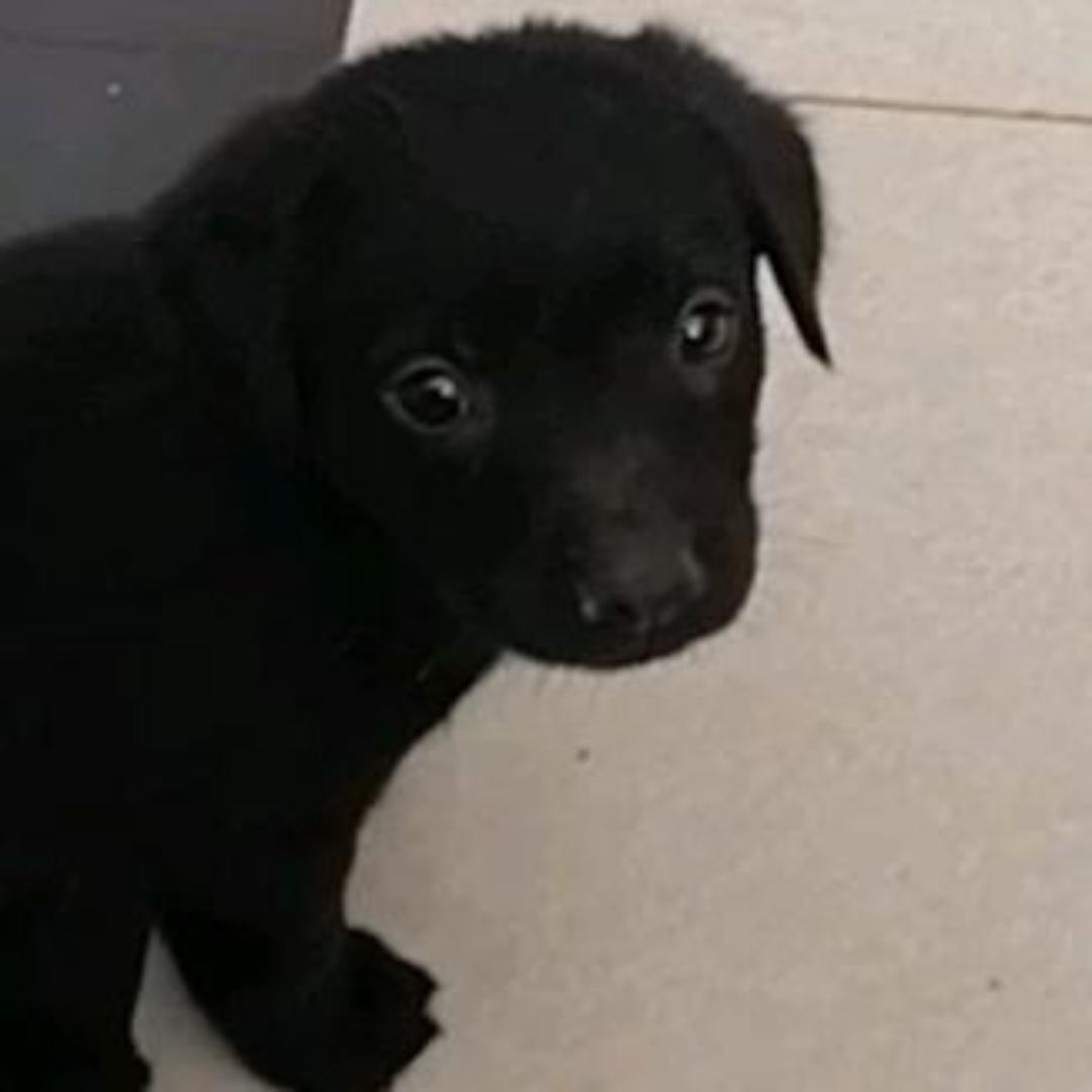 180内向害羞腼腆大帅哥