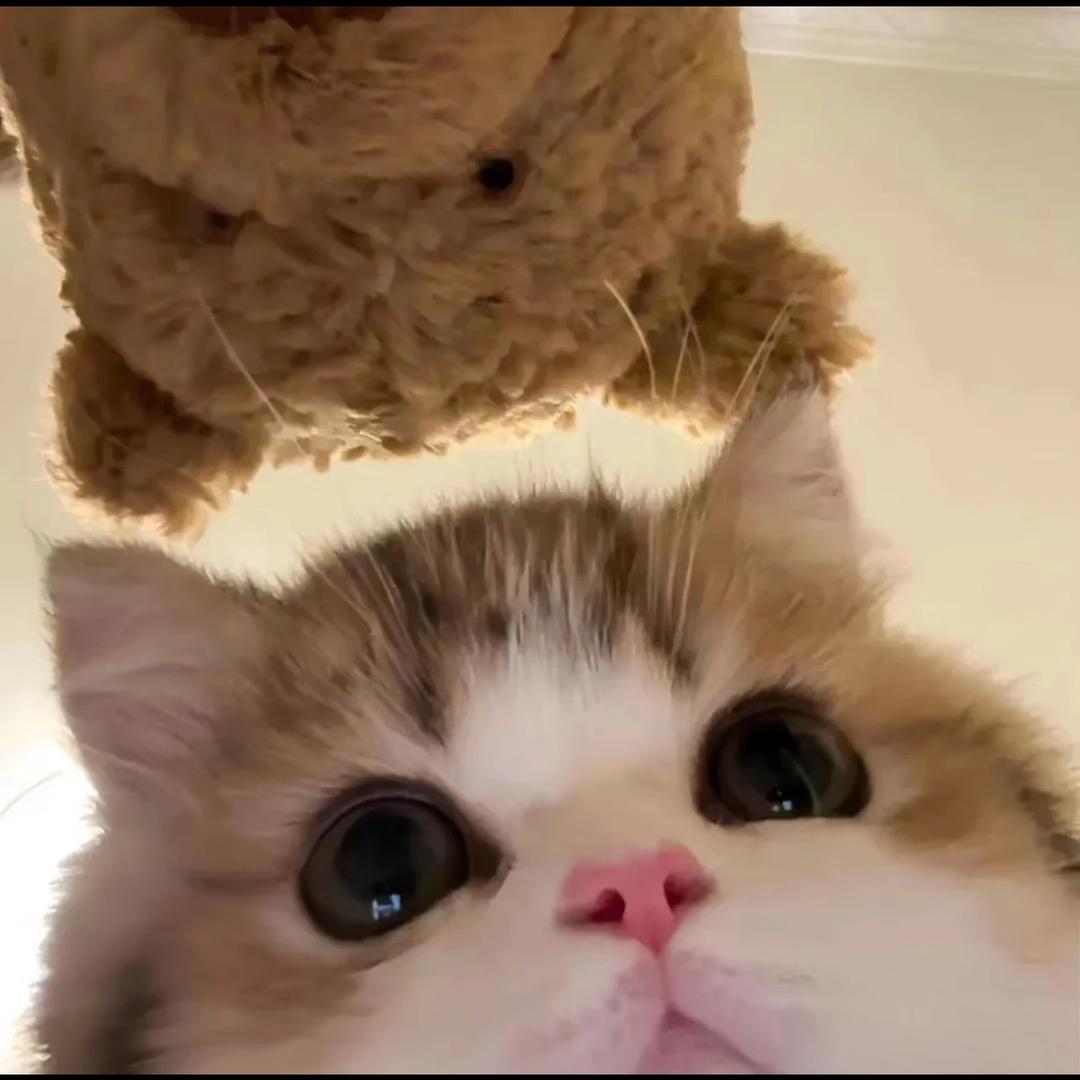 小猫可可