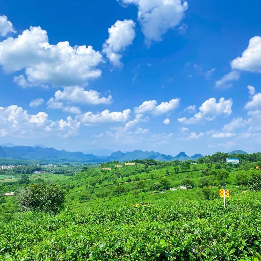英州红茶业【拾悦茶行】