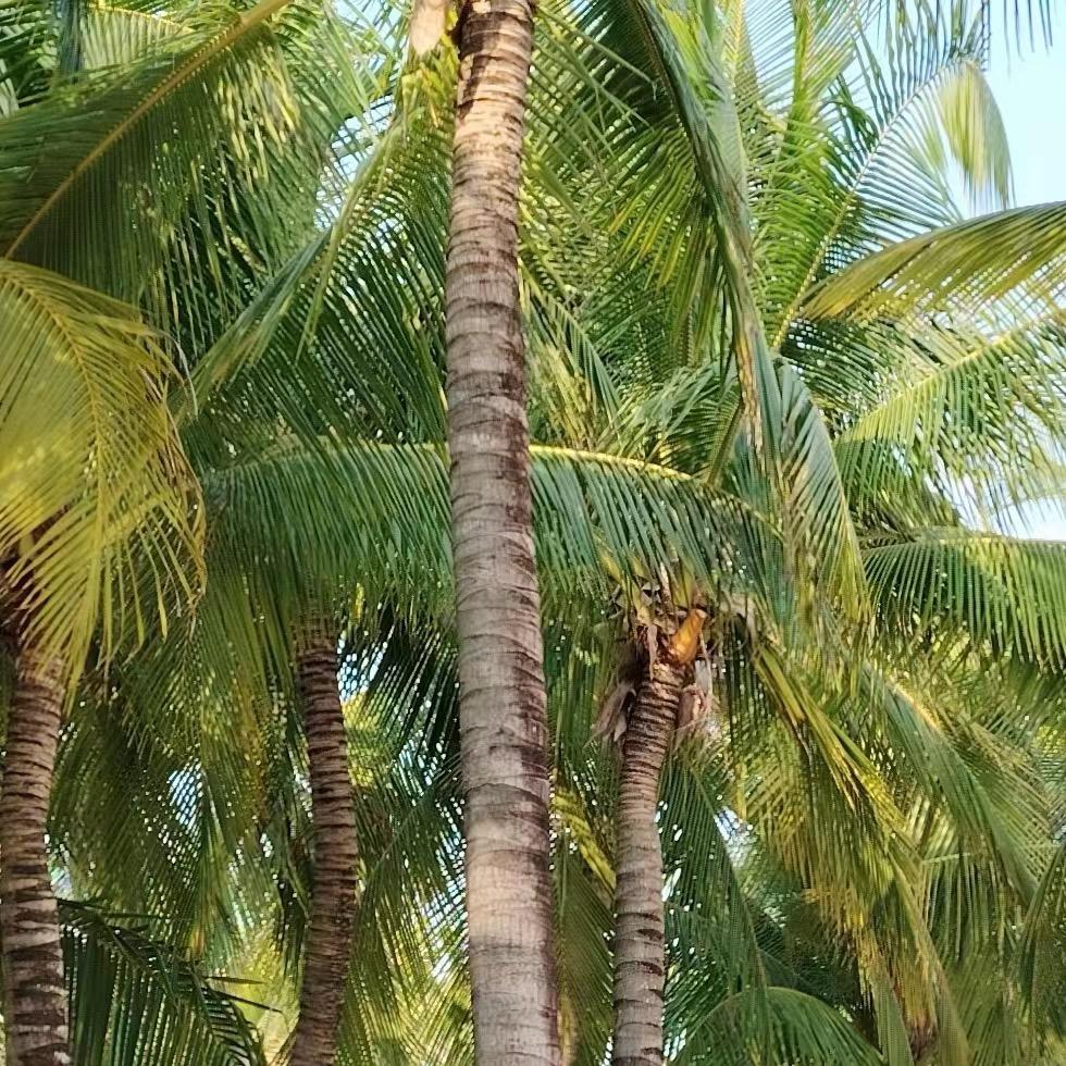 小石头奶奶