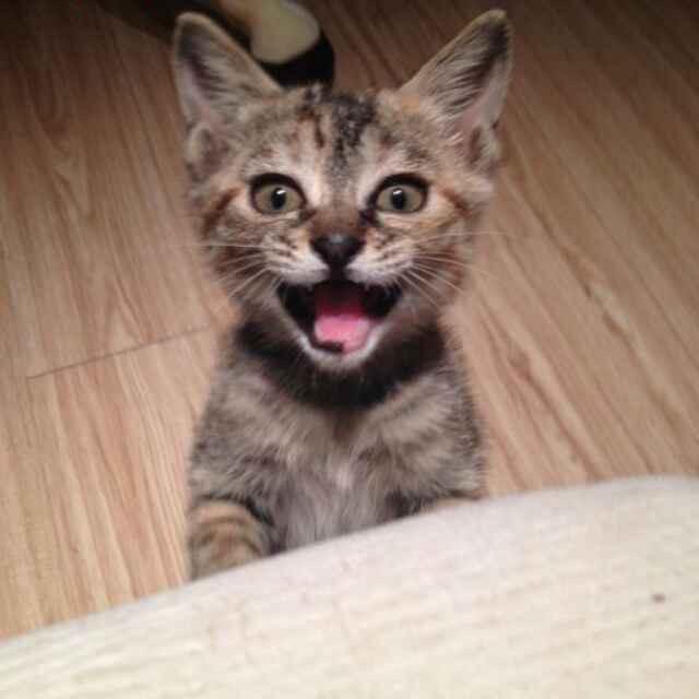 苦咖啡