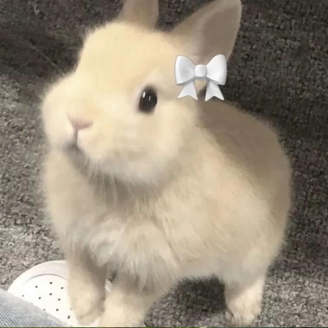 软耳朵兔兔🐰