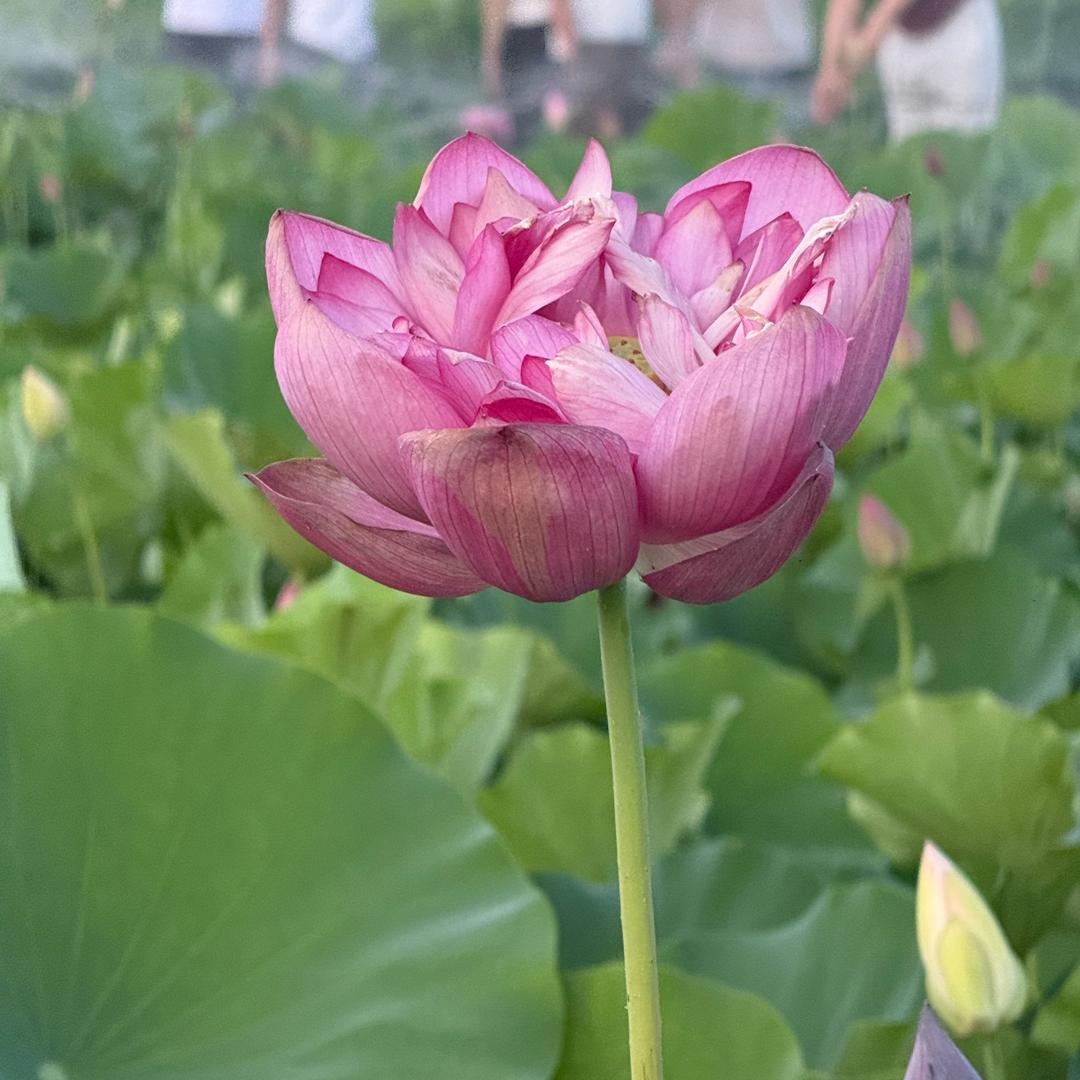 舞媚娘（小号）