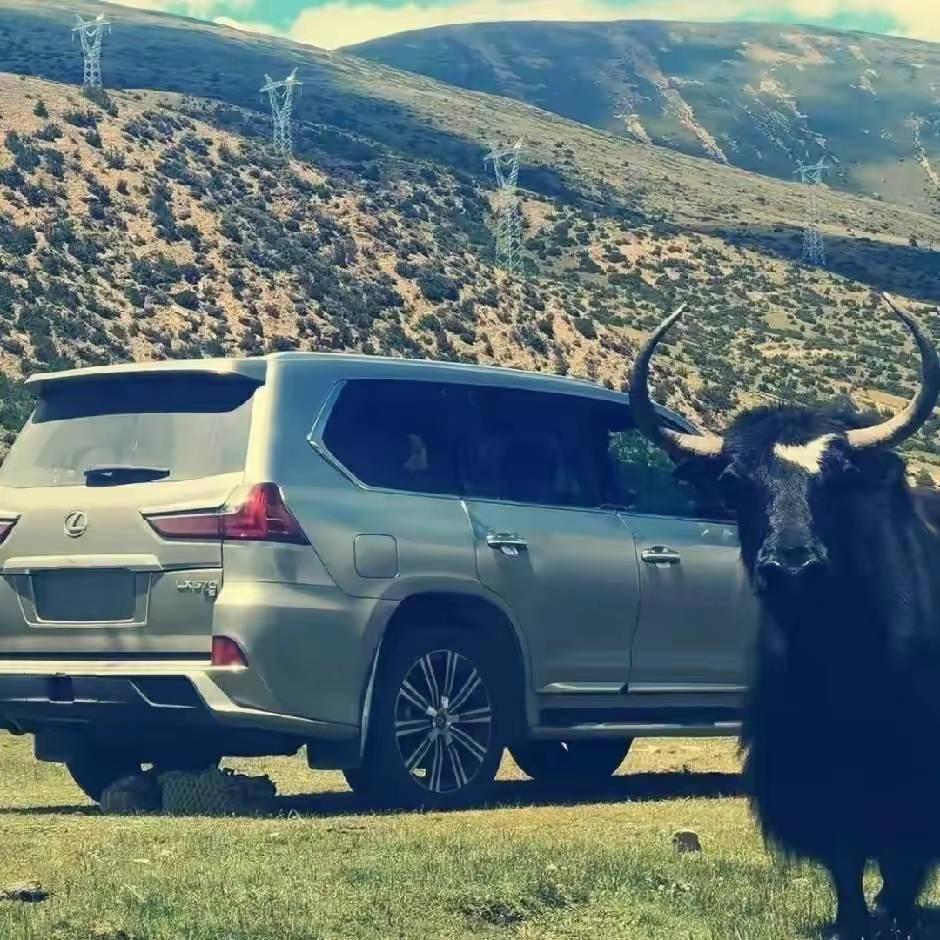 🎶____CDLj💥次旦拉久