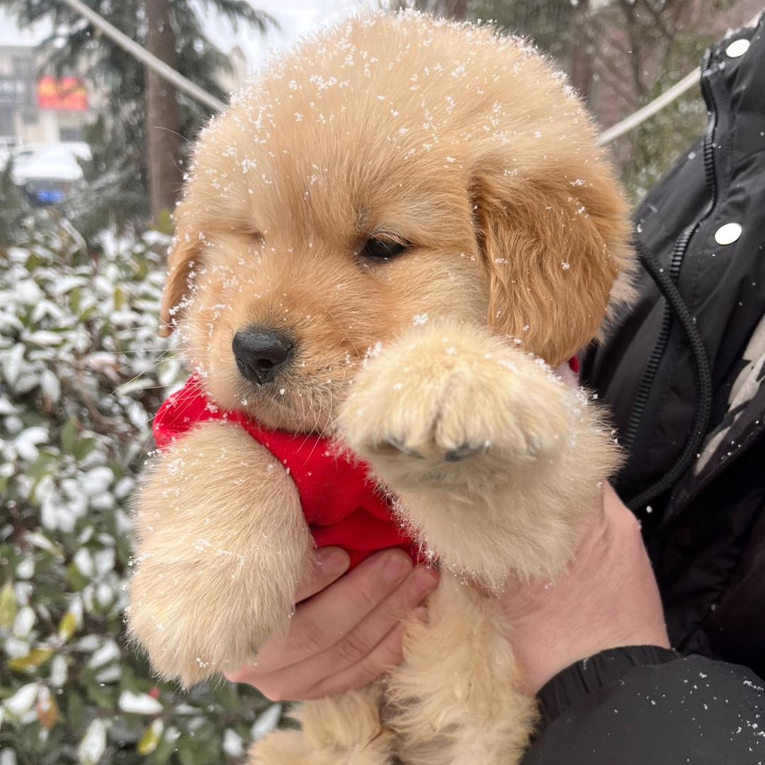 金毛米淘成长日记