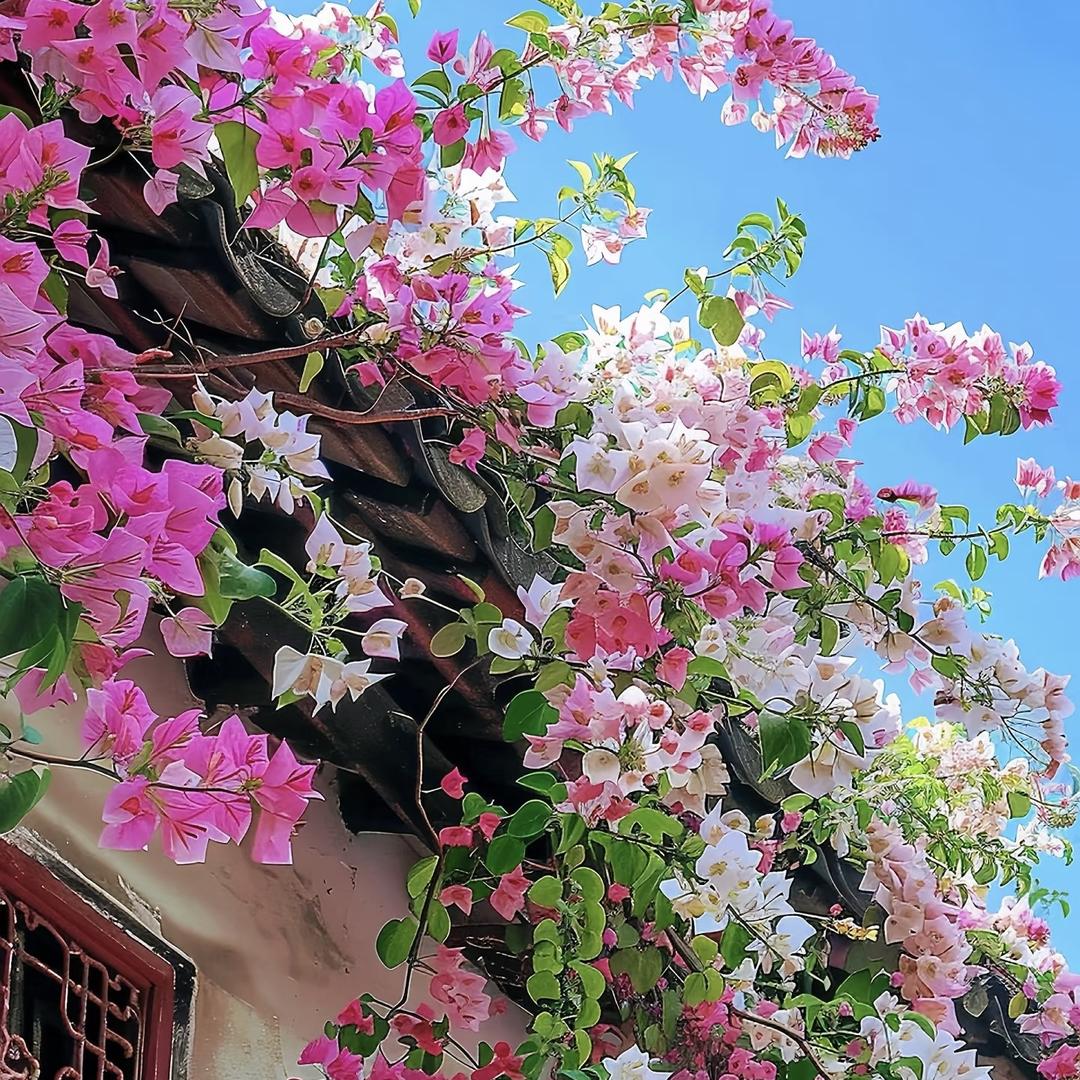 伍悦花卉