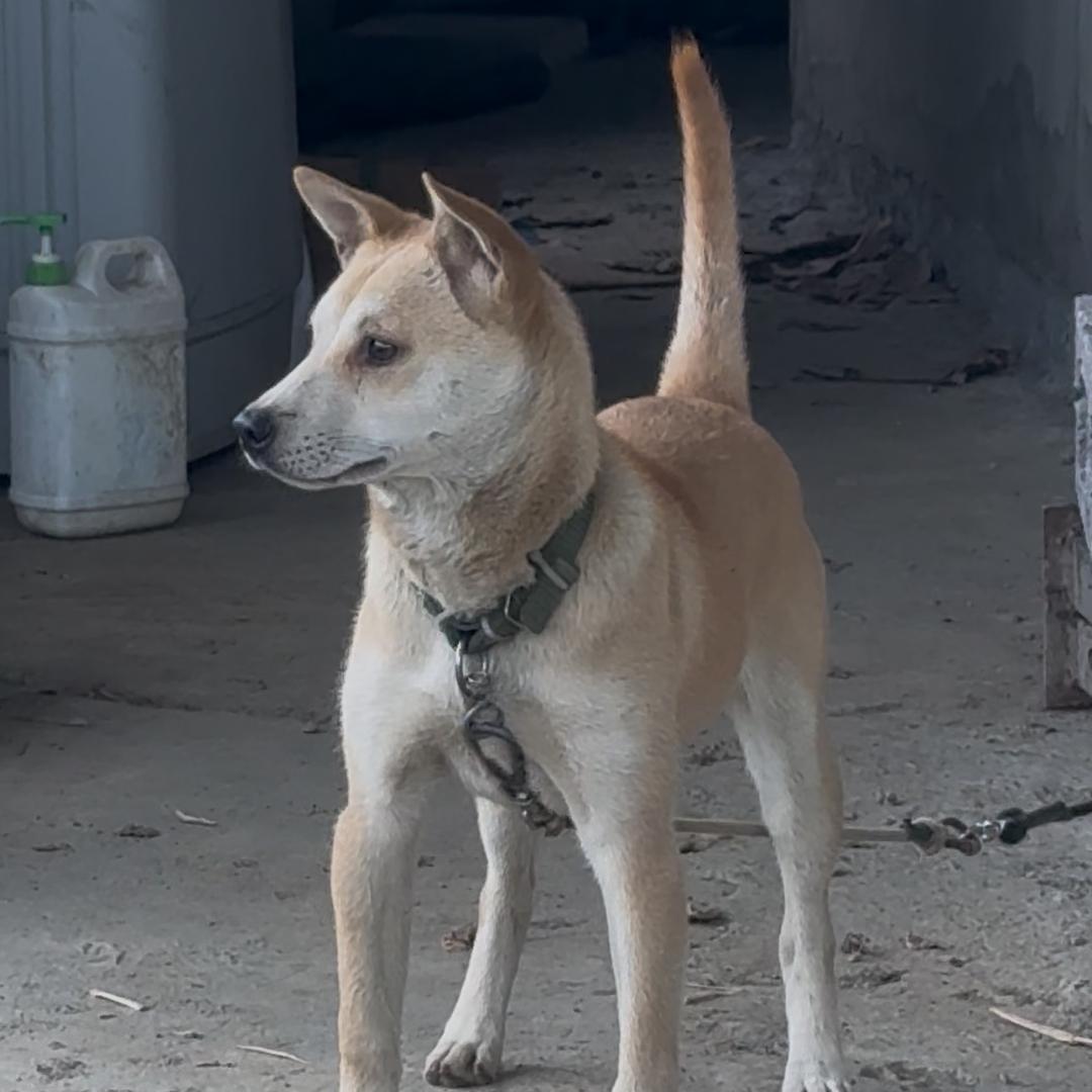 土狗