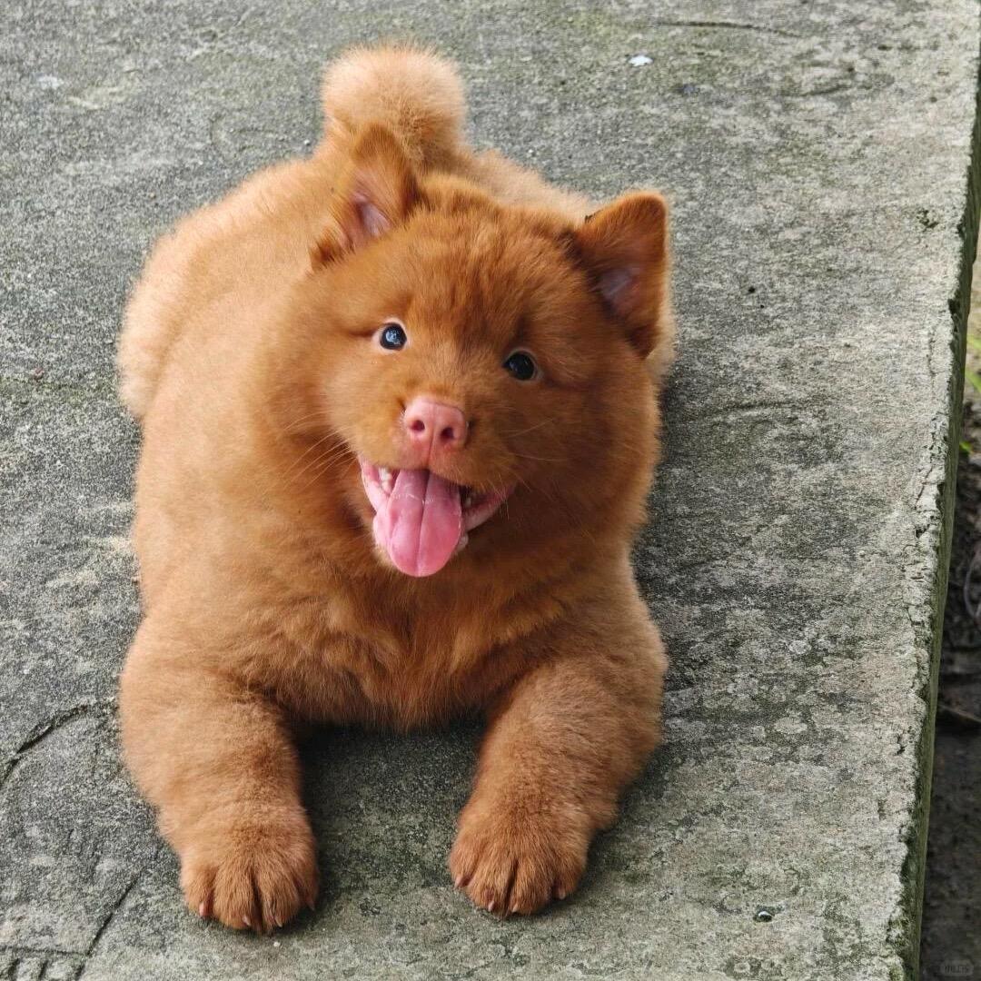 爪爪宠屋（选🐶溜芳式）