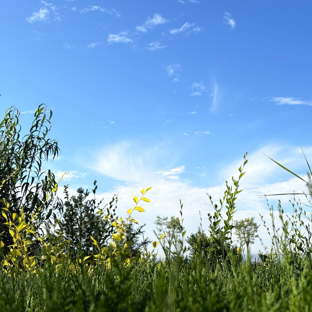 定边班花炸串.洋瓷碗碗牛筋面（服务号）
