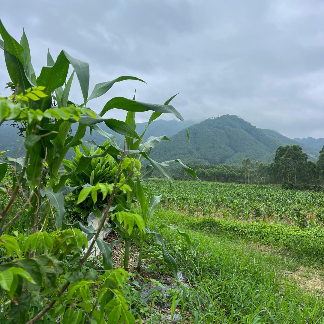 农村小黑.