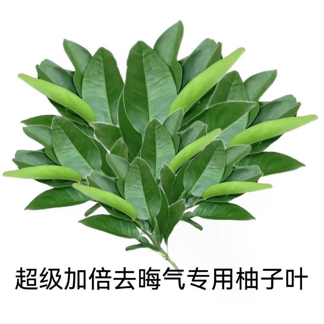 爱喝椰子水🥥