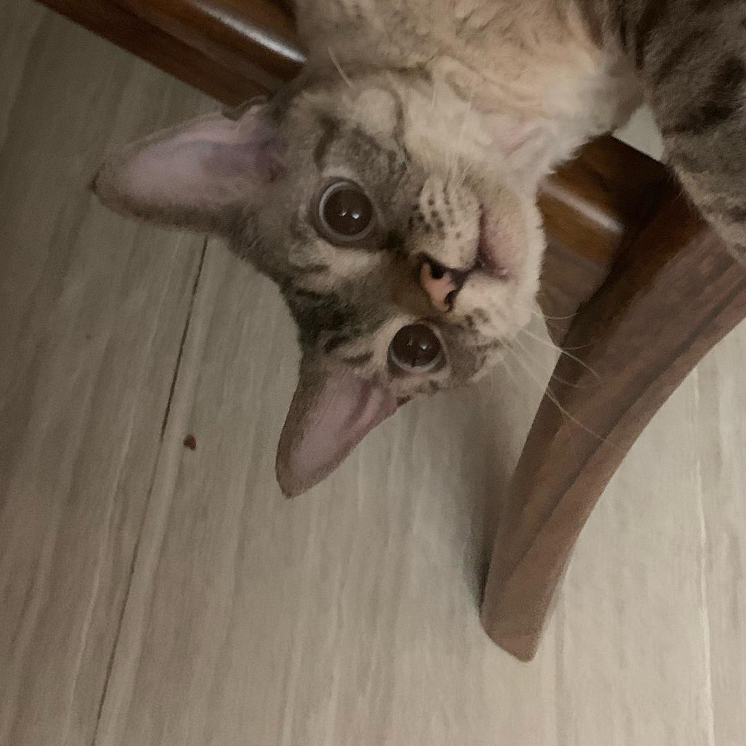 抱抱的猫咪食堂