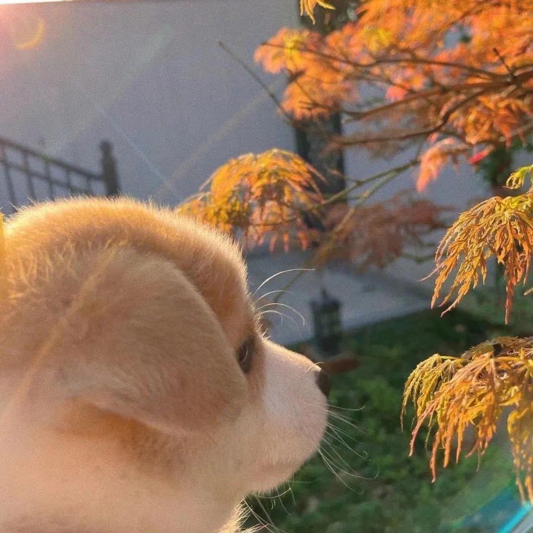 娅仔才不是熊猫
