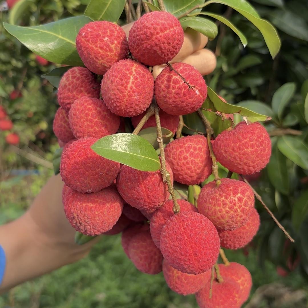 合江真龙柚美荔农场