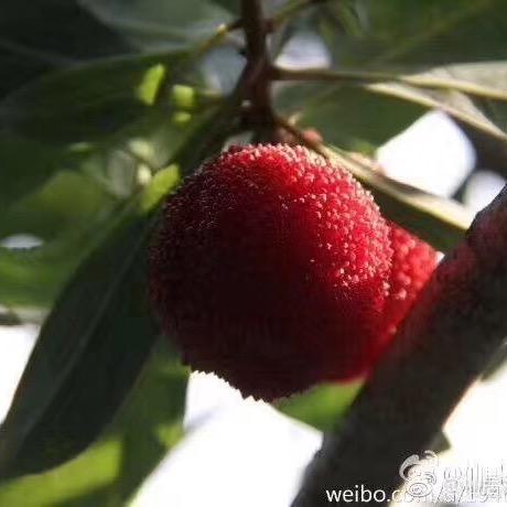 仙居东魁杨梅