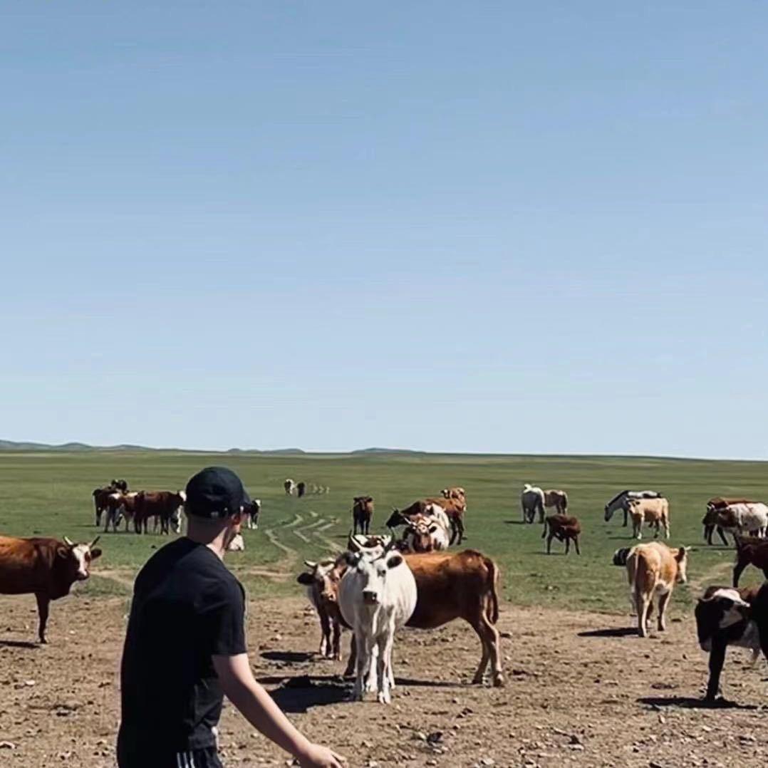 梧桐宠物外卖-HD