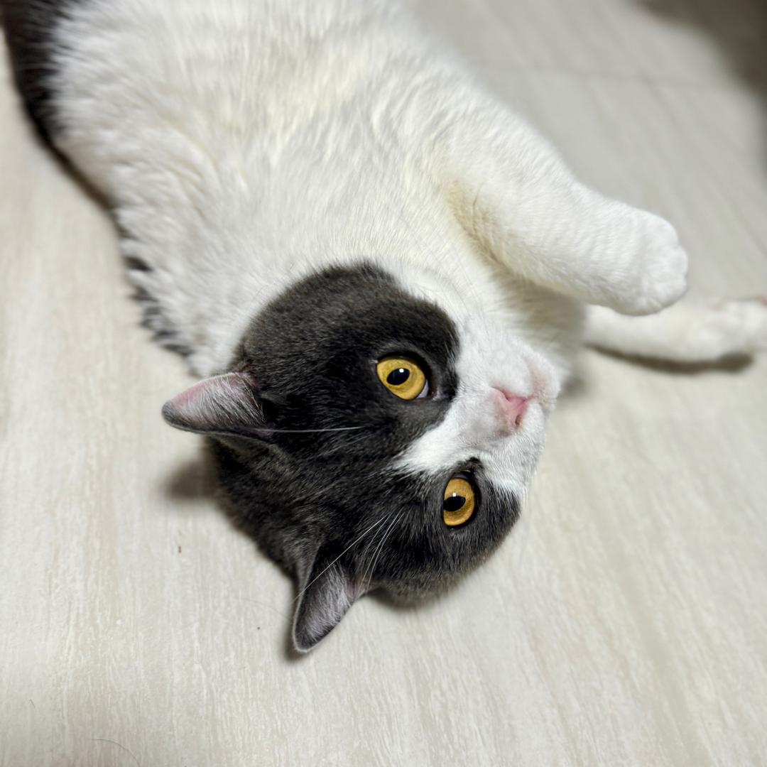 热爱生活的Nana酱.ᥫᩣ