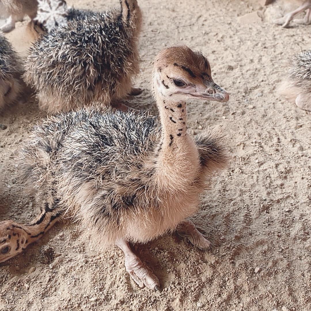 安徽利辛望疃阿标