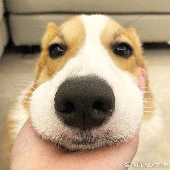 小马嘚儿驾