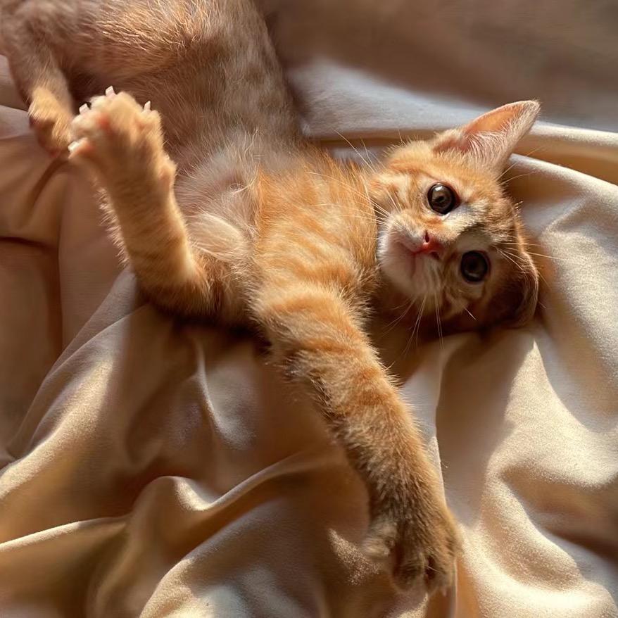 葡萄萄🍊🐈