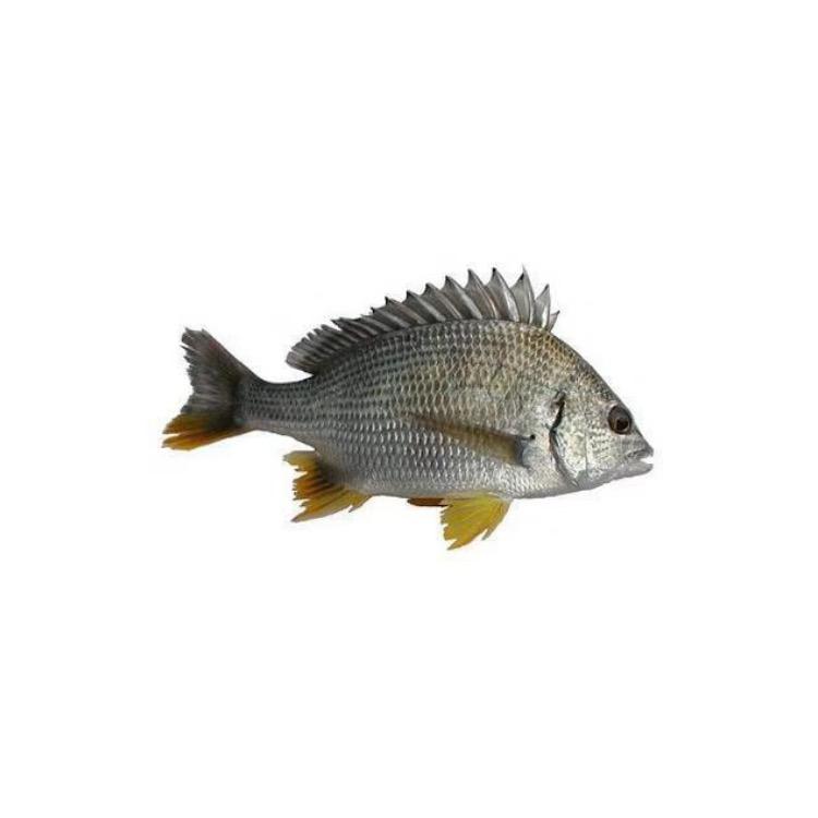 金浦海钓小蔡