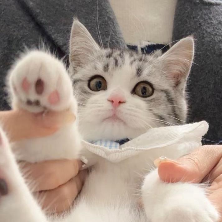 一口吃掉小咪咕