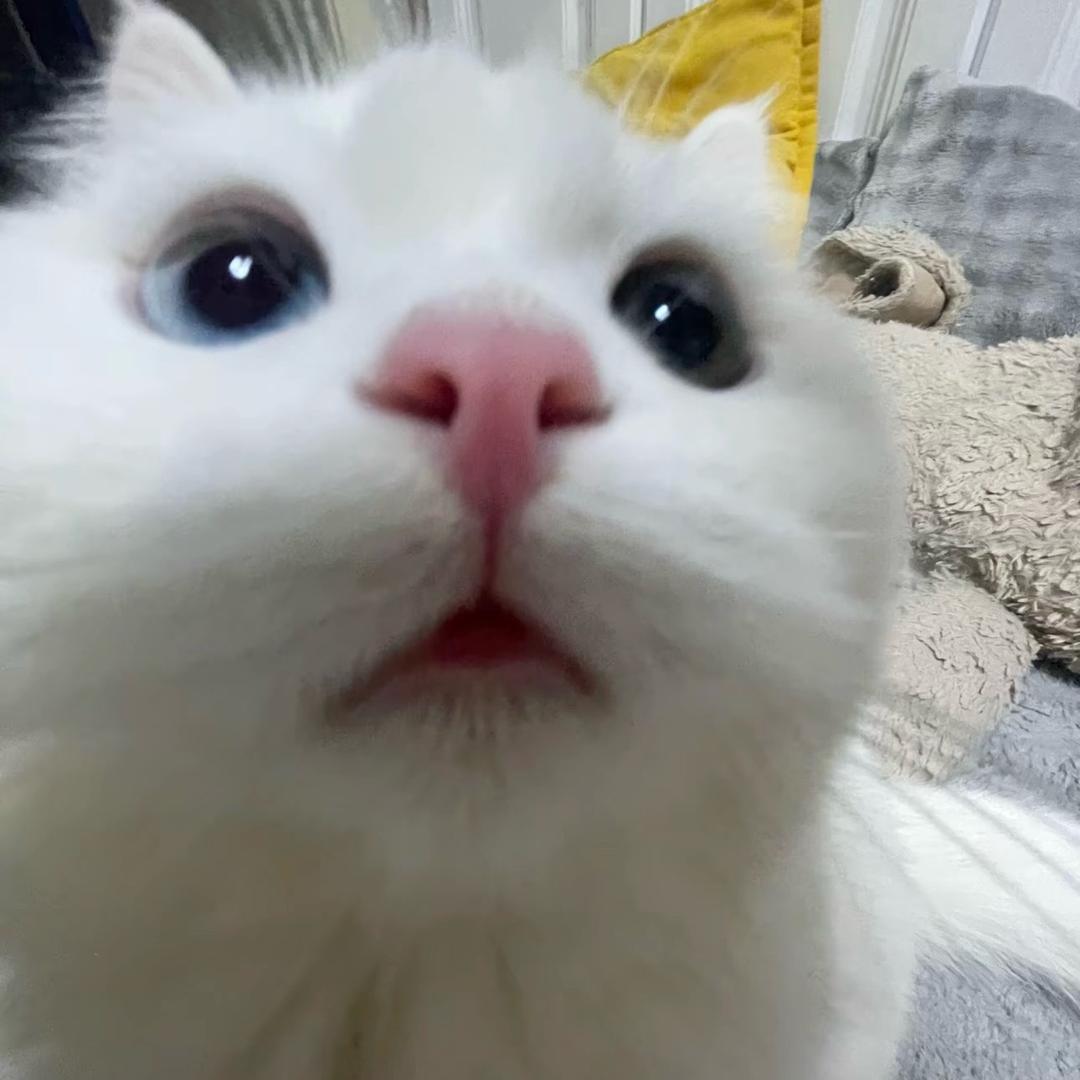 茶叶蛋