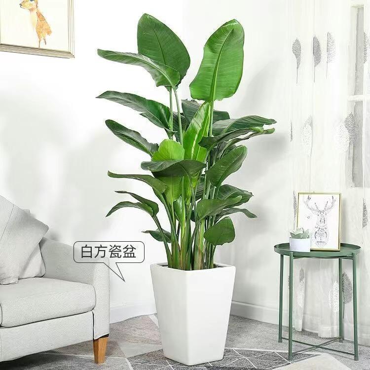 三月草绿植生活馆
