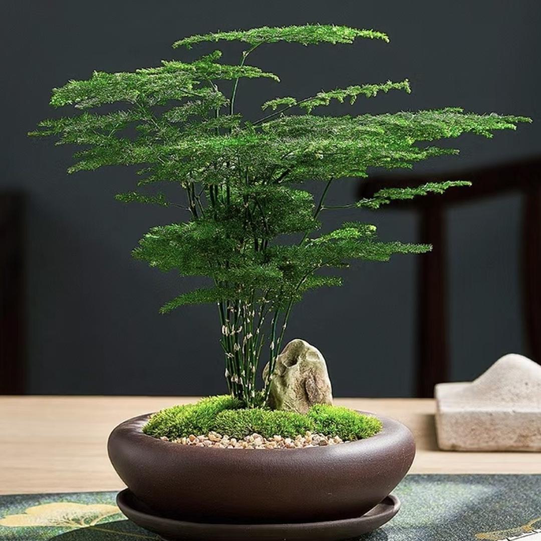 植得园艺