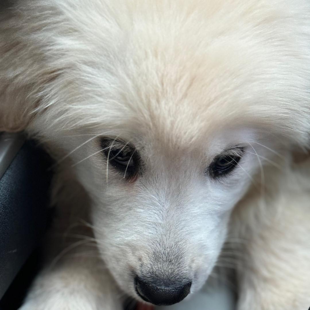 陈小白