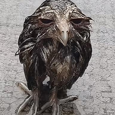 被拔了一根毛