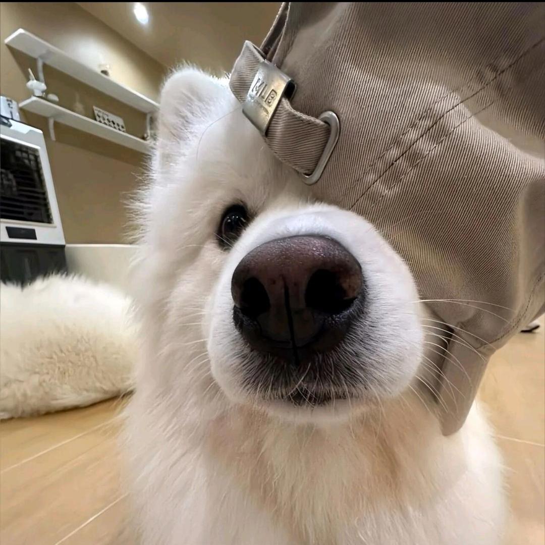 狡猾的河北人