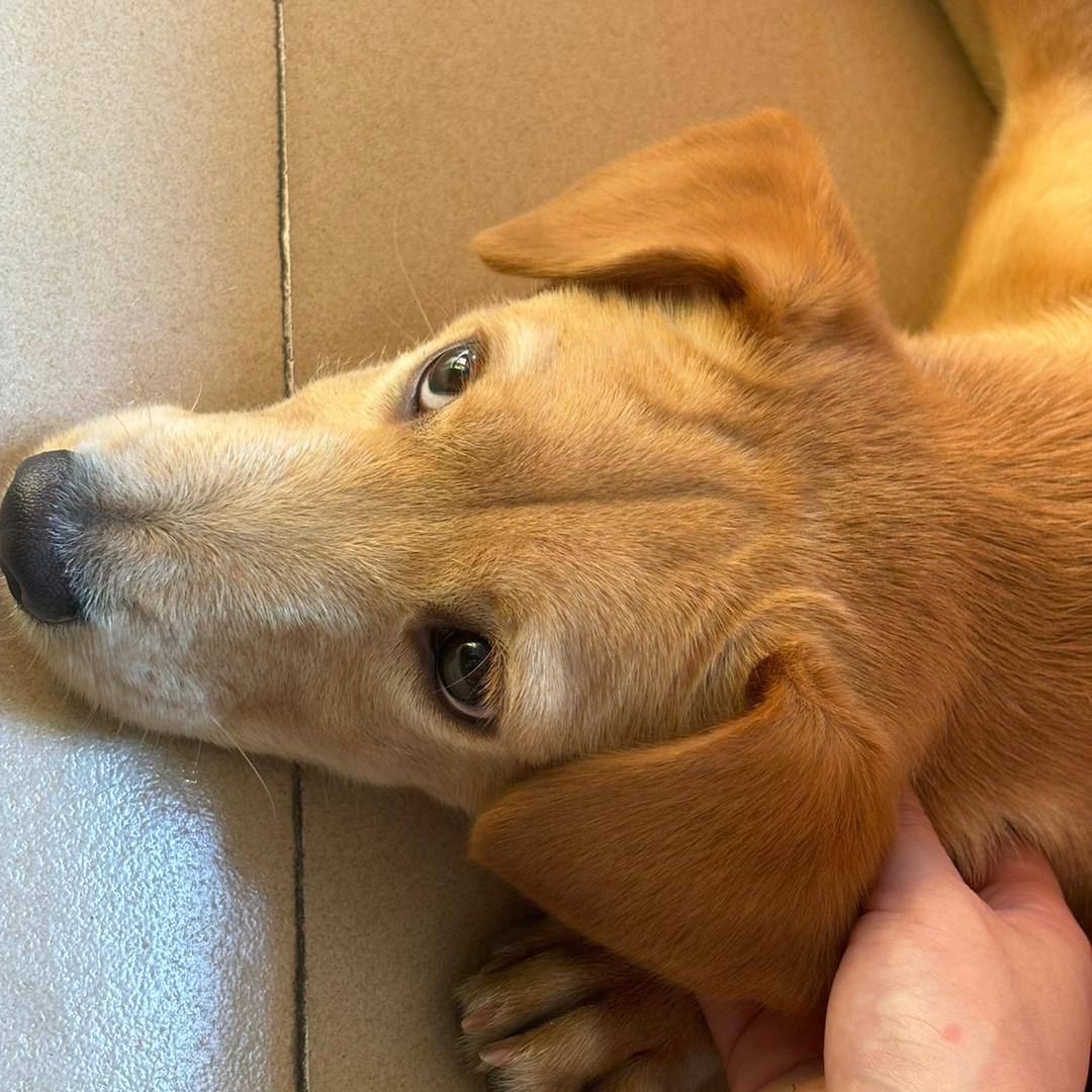 一只小柒呀🐶