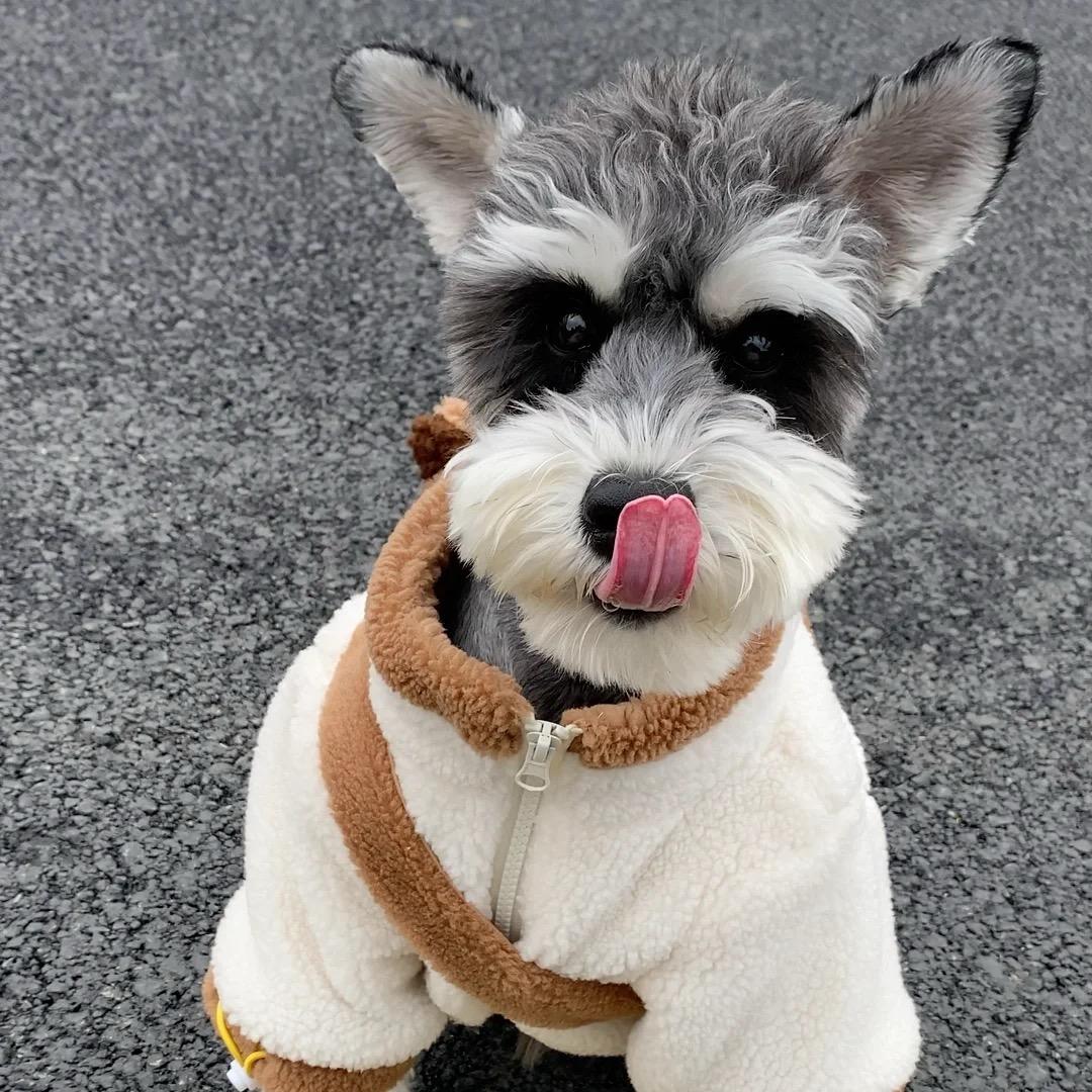 加菲猫