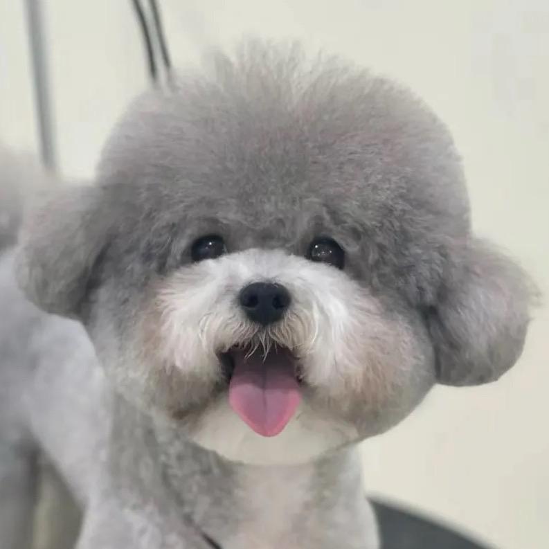 他叫比巴卜了🐶