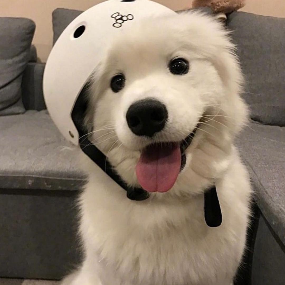 小小家的萨摩耶