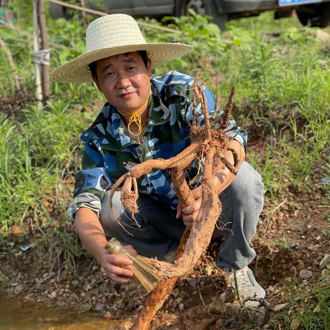 佰山根根粉