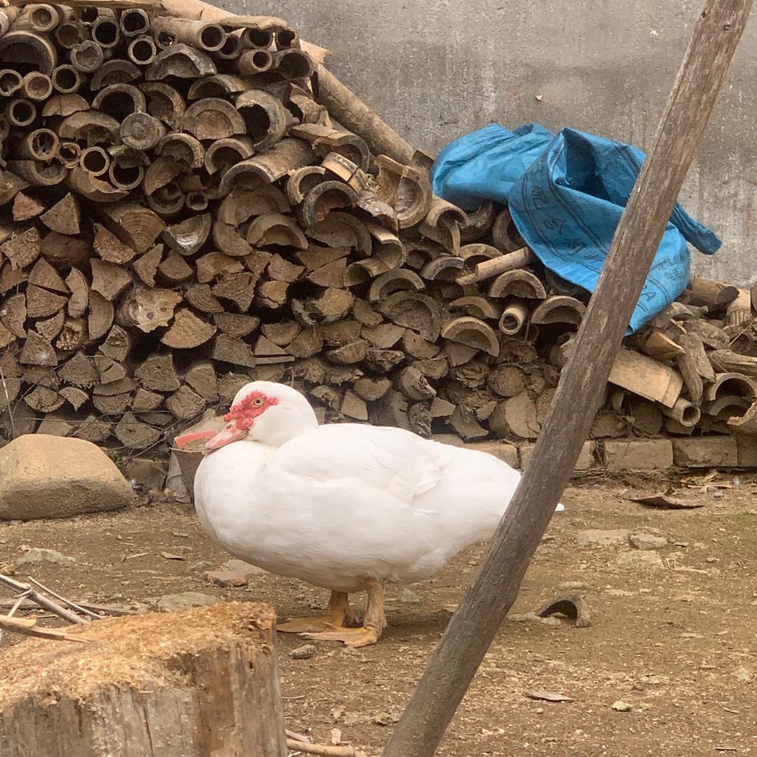 海盐绿茶加冰🧊