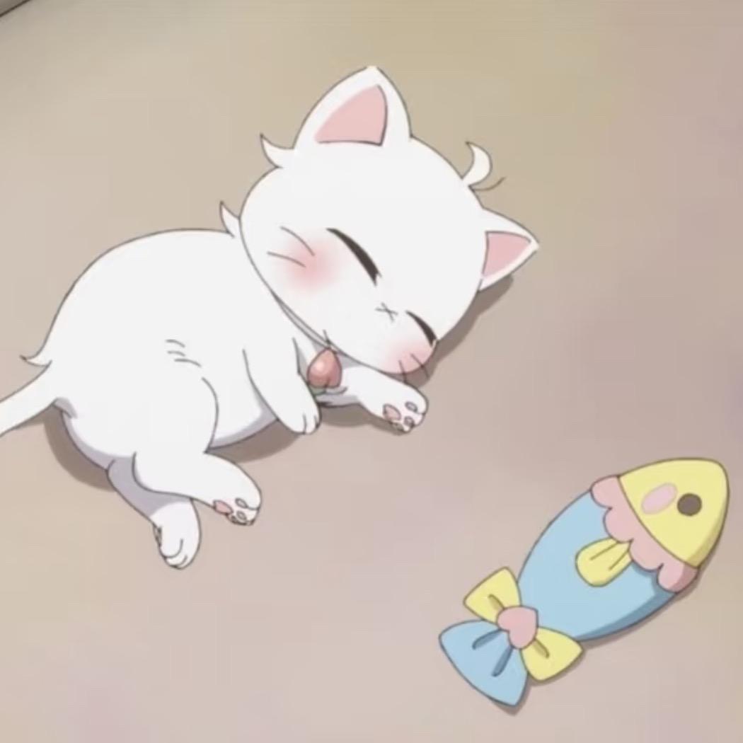 喵虎虎